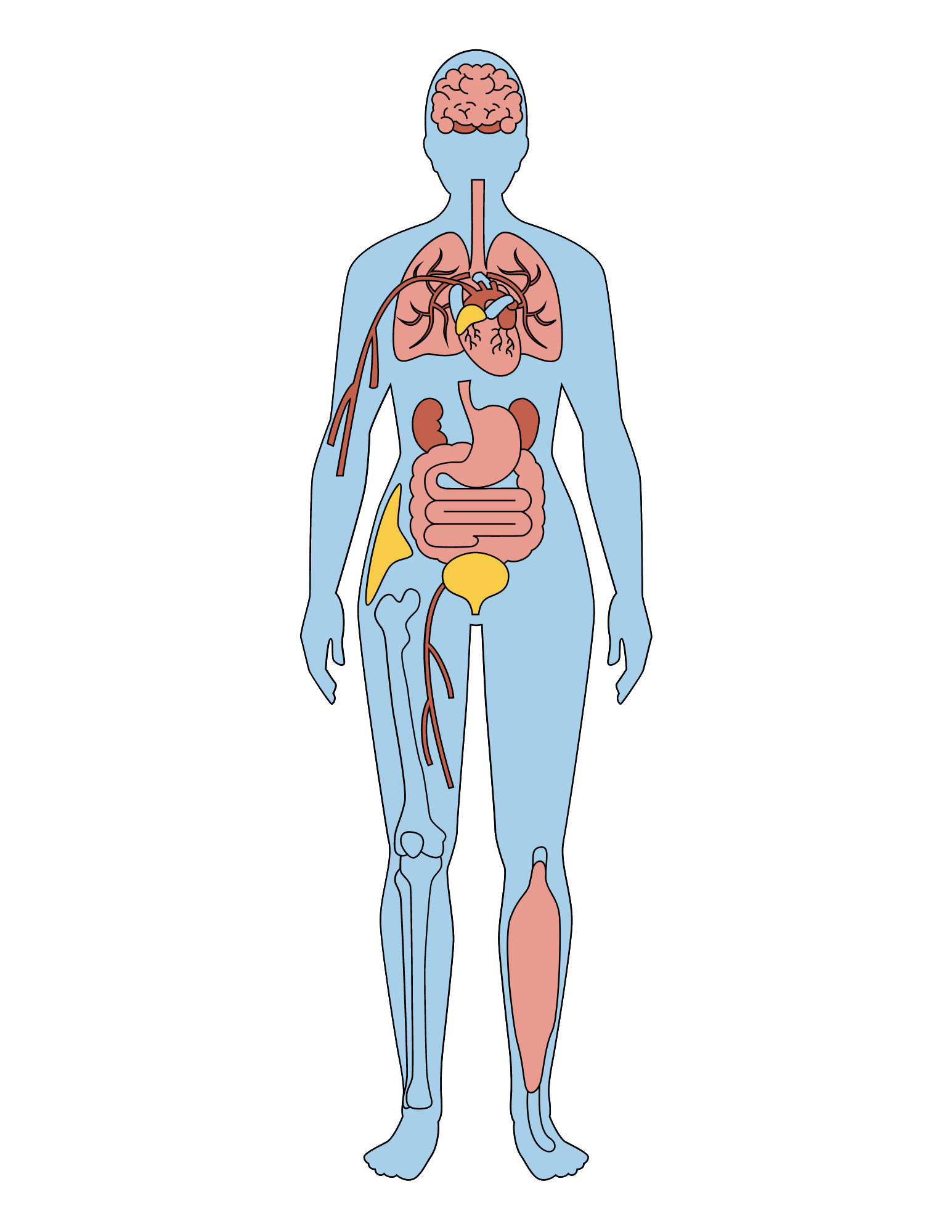 vagus nerve and its influence